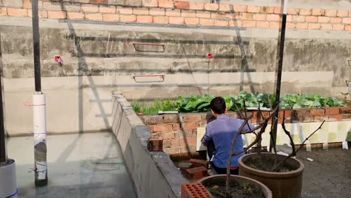 屋顶建鱼菜共生系统用循环水养鱼无土栽培种菜过程分享之贴瓷砖