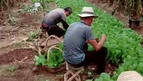 所以才有回遷房作為回遷戶的安置補償