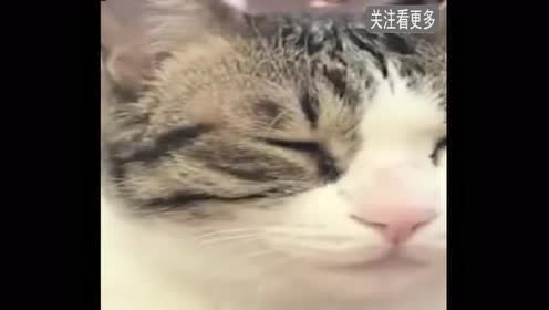 一只打瞌睡的猫!眼皮在打架的那一刻真让人哭笑不得