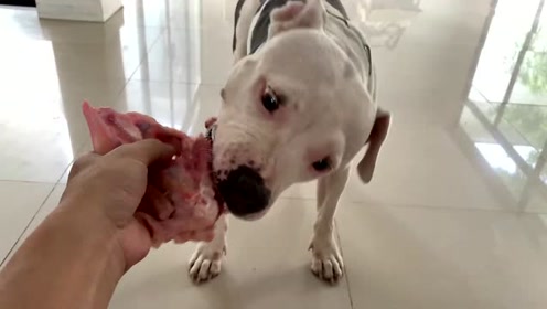 白色比特犬胃口越来越赞,一整只鸡骨架塞牙!再来一大块比目鱼