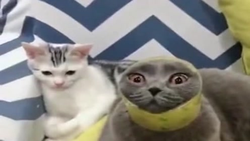 金箍戴上之后,你再也不是个凡喵了!猫:造了什么孽啊摊上你