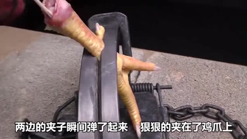 动物踩到捕兽夹是什么下场?男子亲身体验,结果让人后怕!