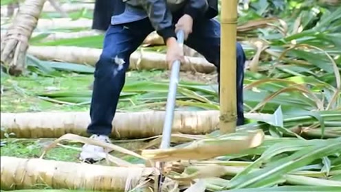 工人用铁锨砍甘蔗,一下就劈下来了,这力气是有多大?