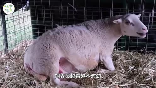 母绵羊意外怀孕!羊崽出生以后!主人傻眼了:你爹到底是谁?