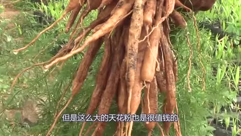 老人挖出"千年人参"!结果专家鉴定之后!老人一愣哭了!