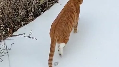 喵星人在雪地上走过,却只留下了两只脚的脚印,这间距控制得也太好了吧