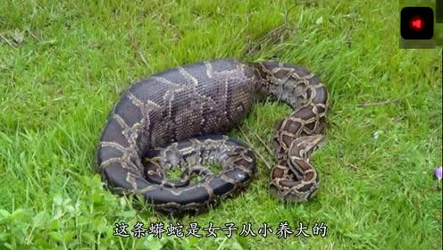 女子养蟒蛇当宠物出门忘喂食,回家发现闯下大祸欲哭无泪后悔莫及