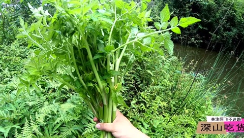 云南大山深处,各种野菜野果,采的很开心