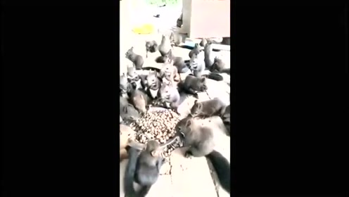 看到这么多这么大的老鼠，我家猫乐坏了