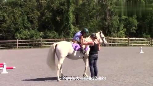 把一匹马放到跑步机上会咋样？半个小时后，马：累死我了！