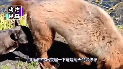 为了防止狗狗随地大小便，主人遛狗时做这些，值得点赞