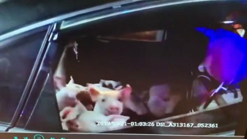 全是佩奇！小轿车深夜行驶异常 里面竟装载62头小猪