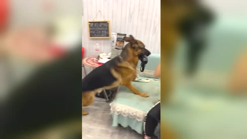 德牧主动帮铲屎官拿吹风机，太暖心了！