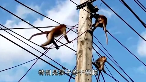 猴子爬到了高压线上,瞬间烧成火猴,镜头记录全过程