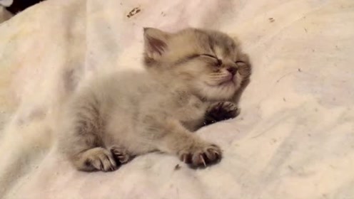 一只安静睡觉的小奶猫,简直萌化了