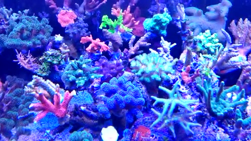 美丽的造礁珊瑚群