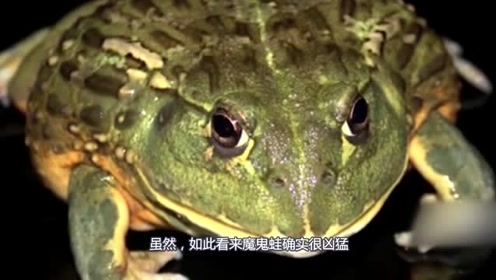 看看世界上最大的魔鬼蛙