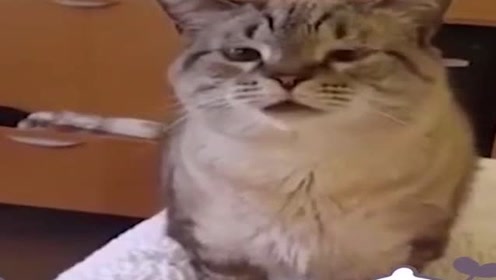 捕捉猫咪打喷嚏,呆萌表情,简直太可爱了!