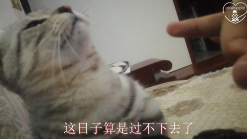 小猫调皮被主人弹脑瓜崩,它的表情笑喷了,猫:这日子过不下去了