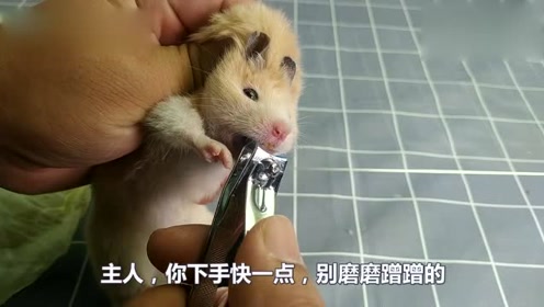 小仓鼠牙齿太长了,主人给小仓鼠剪牙齿,小仓鼠:快点,我不怕疼