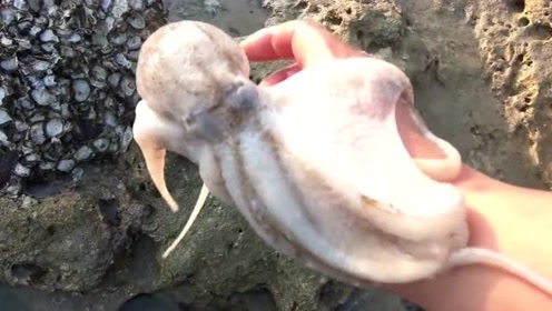玉平赶海收获"变色"章鱼,这家伙带把自家兄弟拖下水了!一箭双雕