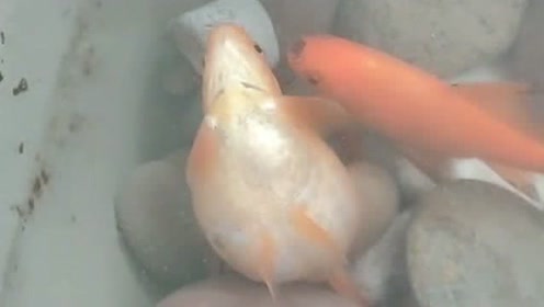 孔雀鱼妈妈要生宝宝了,公鱼一直陪在身边照顾,这一幕真是感人!