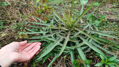 农村常见的"苦菜",甜中带苦营养丰富,野生越来越少见