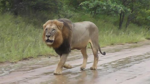 雨中漫步的威武雄狮,咆哮声太吓人了
