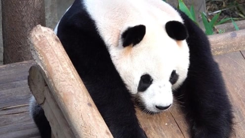 旅居韩国的熊猫们将颓废进行到底,华妮生无可恋的动作和表情好萌