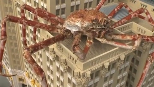 世界上最大的螃蟹是杀人蟹,据说真杀过人,可依旧不是吃货的对手