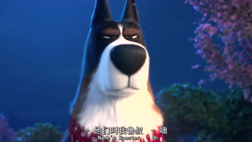 爱宠大机密2:这明明是条狗,你喊它做小鸡?