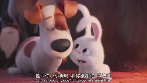 爱宠大机密:兔子说自己喜欢小小狗!
