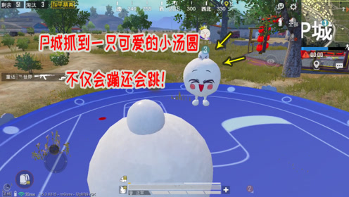 和平精英:在p城抓到一只可爱的小汤圆,不仅会蹦还会跳,实在是太好玩了