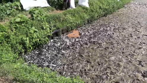 印度鲶鱼泛滥成灾,黑压压的一片,真是"鱼比水多"!