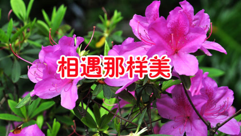 一首情歌《相遇那么美》情意绵绵,醉人心扉!