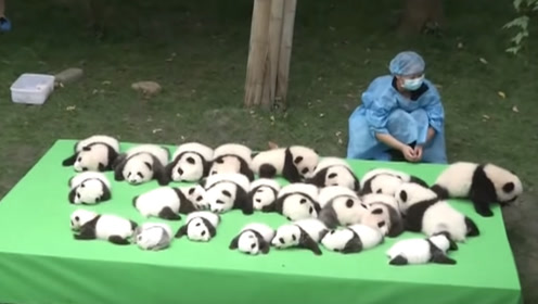 梦幻牧场养什么动物好_梦幻西游牧场养娃娃鱼还是熊猫_梦幻西游新牧场养熊猫