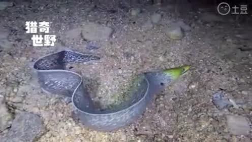 实拍石斑鱼猎捕吞食剧毒河豚险些中毒赶紧放开河豚