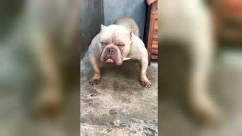 这才是真正猫和老鼠里面的那个莽哥啊!