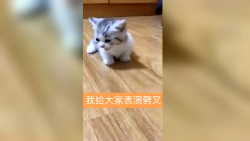 这只小猫太可爱了,给大家"表演劈叉",太可爱太萌了