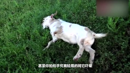 美洲晕倒羊,拍拍手就会被吓晕,真的是人生如戏啊