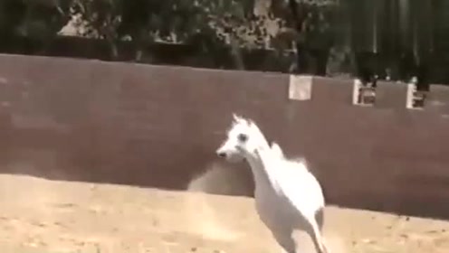 马遇上公牛是这样的斗的，公牛顶主人他还会帮忙