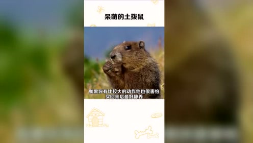 呆萌可爱的土拨鼠,尖叫表情包你还记得吗?