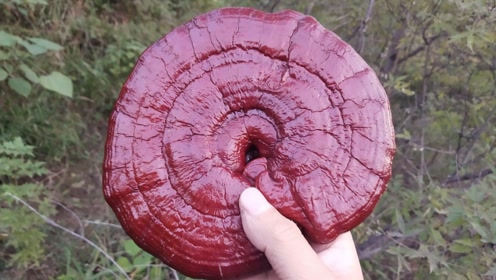 小伙深山发现野生血灵芝,被誉为仙草的中药之王,估算天价