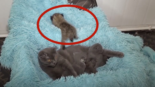 猫咪收养了一只猞猁幼崽,当成自己的孩子养,镜头记录全过程