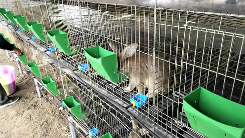 大棚养兔:兔子到了新场地,每天饲料喂多少合适呢?