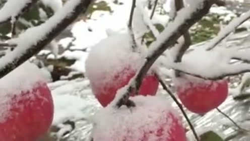 听说下雪后的苹果特别甜,所以我家的苹果都还没采摘,今天就拿来尝尝!迷迭香加发能增精油量图片
