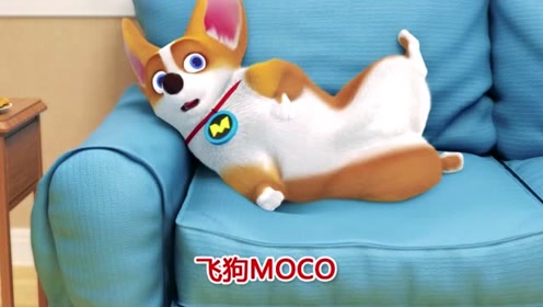 飞狗moco:我就是一块砖,主人哪里需要我就往哪里搬