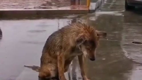 狗狗在外面淋雨,不知道它发生什么事了,它这样子我的心里也有点难过!