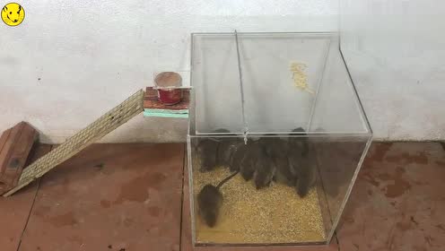 制作一个自制的捕鼠器,轻轻松松捕捉老鼠,发明者真是个天才