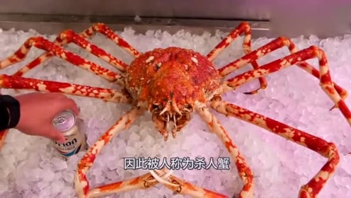 世界上最大的螃蟹,被称为"杀人蟹",最终却败给了吃货!